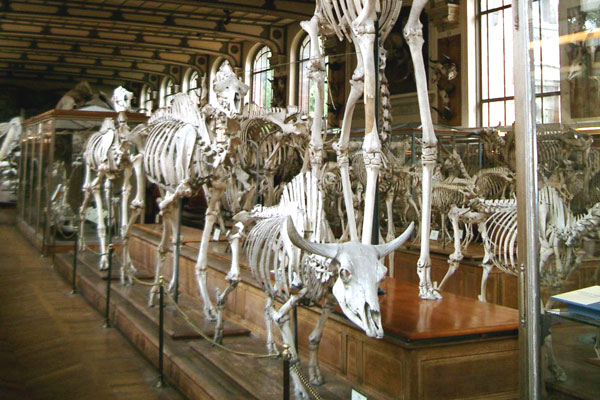 Jardin des Plantes image 1